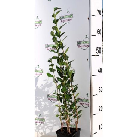 Széleslevelű fagyal Ligustrum ovalifolium Cserepes 11 cm 40-60 cm