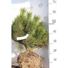 Pinus mugo var. Pumilio Havasi törpefenyő FL 40-60 cm