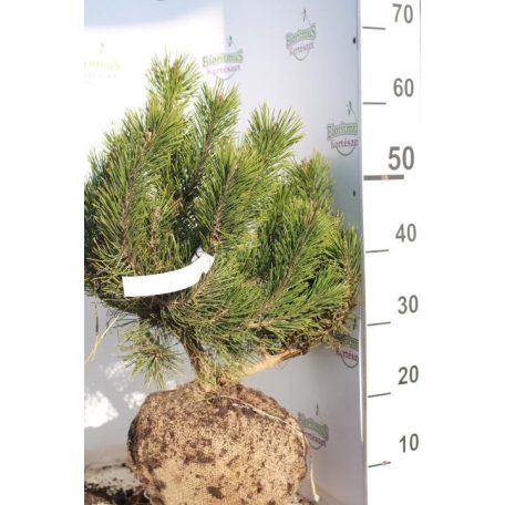 Pinus mugo var. Pumilio Havasi törpefenyő FL 40-60 cm