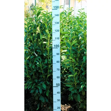 Oszlopos babérmeggy Prunus laurocerasus 'Genolia' Fl 125/150 cm