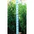 Oszlopos babérmeggy Prunus laurocerasus 'Genolia' Fl 125/150 cm