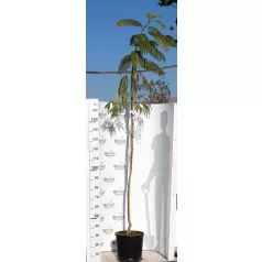Selyemakác Albizia julibrissin K18 200/+