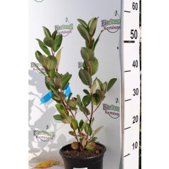   Fekete berkenye Aronia prunifolia 'Viking' K2 30/40 cm