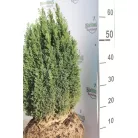 Arany oregoni hamisciprus Chamaecyparis lawsoniana 'Ellwood's Gold' FL 2xi 40/60 cm