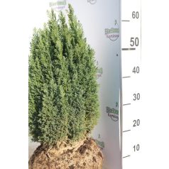   Arany oregoni hamisciprus Chamaecyparis lawsoniana 'Ellwood's Gold' FL 2xi 40/60 cm