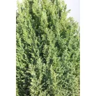 Arany oregoni hamisciprus Chamaecyparis lawsoniana 'Ellwood's Gold' FL 2xi 40/60 cm