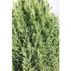   Arany oregoni hamisciprus Chamaecyparis lawsoniana 'Ellwood's Gold' FL 2xi 40/60 cm