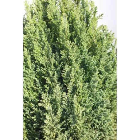 Arany oregoni hamisciprus Chamaecyparis lawsoniana 'Ellwood's Gold' FL 2xi 40/60 cm