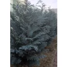 Kék hamisciprus Chamaecyparis lawsoniana 'Van Pelt's Blue' FL 2xi 80/100 cm