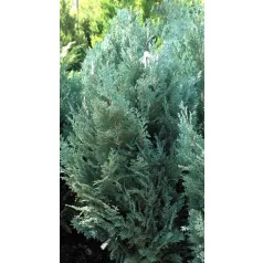   Kék hamisciprus Chamaecyparis lawsoniana 'Van Pelt's Blue' FL 2xi 80/100 cm