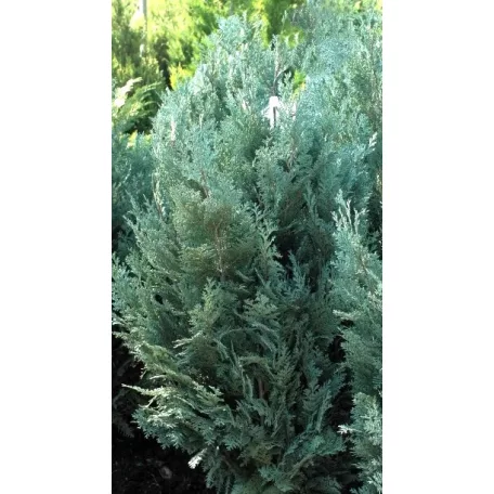 Kék hamisciprus Chamaecyparis lawsoniana 'Van Pelt's Blue' FL 2xi 80/100 cm