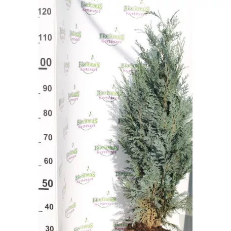 Kék hamisciprus Chamaecyparis lawsoniana 'Van Pelt's Blue' FL 2xi 80/100 cm