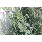 Kék hamisciprus Chamaecyparis lawsoniana 'Van Pelt's Blue' FL 2xi 80/100 cm