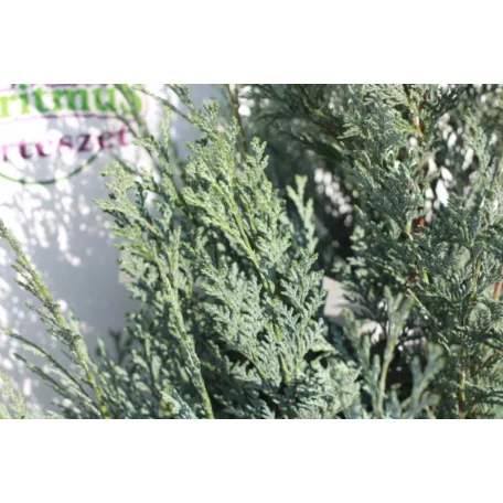 Kék hamisciprus Chamaecyparis lawsoniana 'Van Pelt's Blue' FL 2xi 80/100 cm