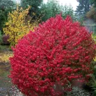 Törpe szárnyas kecskerágó Euonymus alatus 'Compactus' K3 30/+