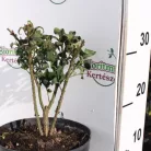 Törpe szárnyas kecskerágó Euonymus alatus 'Compactus' K3 30/+