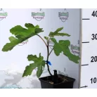 Fügefa Ficus carica 'Brown Turkey 30/+ cm