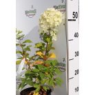 Fehér bugás hortenzia Hydrangea paniculata 'Limelight' K2 lit. 20/30 cm