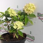 Fehér bugás hortenzia Hydrangea paniculata 'Little Lime' K2 lit. 20/30 cm