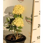 Fehér bugás hortenzia Hydrangea paniculata 'Little Lime' K2 lit. 20/30 cm