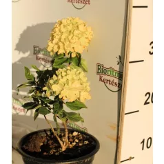   Fehér bugás hortenzia Hydrangea paniculata 'Little Lime' K2 lit. 20/30 cm
