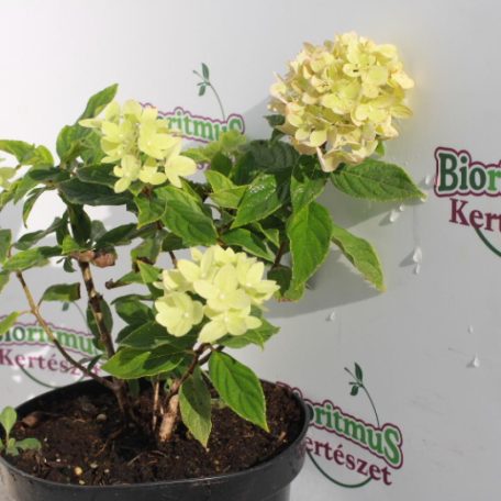 Fehér bugás hortenzia Hydrangea paniculata 'Little Lime' K2 lit. 20/30 cm