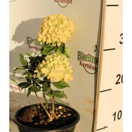Fehér bugás hortenzia Hydrangea paniculata 'Little Lime' K2 lit. 20/30 cm