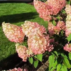   Rózsaszín bugás hortenzia Hydrangea paniculata 'Sundae Fraise' – K2 20/30 cm