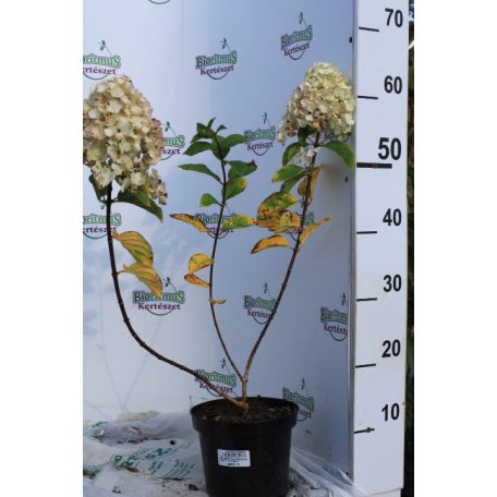 Rózsaszín bugás hortenzia Hydrangea paniculata 'Sundae Fraise' – K2 20/30 cm