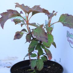   Tölgylevelű hortenzia Hydrangea quercifolia 'Snow Queen' K3 30/40 cm