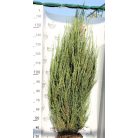 Kék oszlopos oregoni boróka Juniperus scopulorum 'Blue Arrow' FL 2xi 150/175 cm