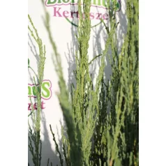   Kék oszlopos oregoni boróka Juniperus scopulorum 'Blue Arrow' FL 2xi 150/175 cm