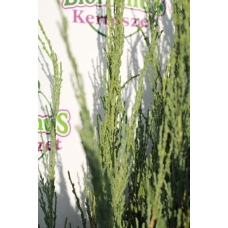 Kék oszlopos oregoni boróka Juniperus scopulorum 'Blue Arrow' FL 2xi 150/175 cm