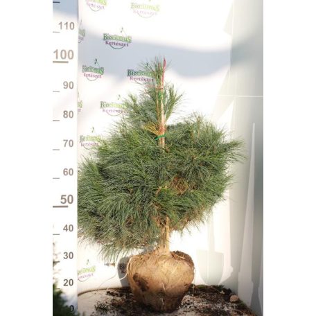 Simafenyő Pinus strobus FL 2xi 80/100 cm