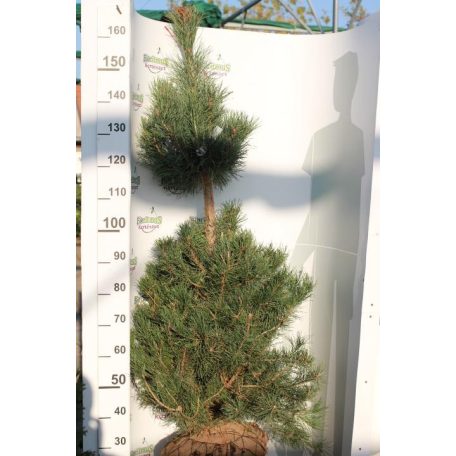 Pinus sylvestris Erdei fenyő  DL 2xi 150/175 cm