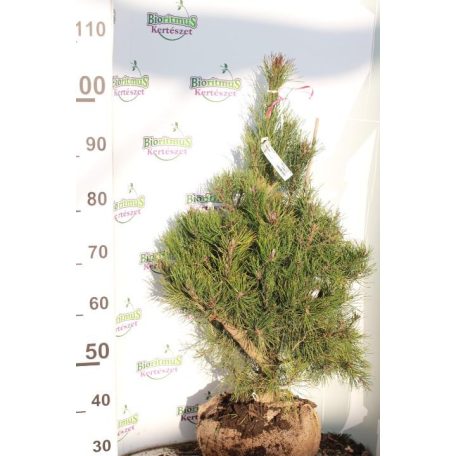Erdei fenyő Pinus sylvestris FL 2xi 80/100 cm