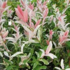 Tarkalevelű japán fűz Salix integra 'Hakuro-nishiki K2 40/60 cm