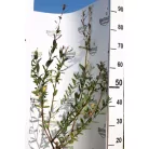 Tarkalevelű japán fűz Salix integra 'Hakuro-nishiki K2 40/60 cm