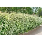 Kerti gyöngyvessző Spiraea × vanhouttei K3 40/60 cm
