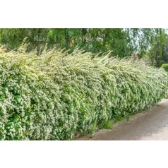 Kerti gyöngyvessző Spiraea × vanhouttei K3 40/60 cm