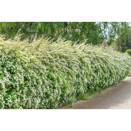 Kerti gyöngyvessző Spiraea × vanhouttei K2 40/60 cm