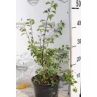 Kerti gyöngyvessző Spiraea × vanhouttei K3 40/60 cm