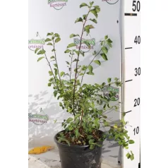 Kerti gyöngyvessző Spiraea × vanhouttei K3 40/60 cm