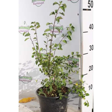 Kerti gyöngyvessző Spiraea × vanhouttei K3 40/60 cm