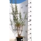Tamariska Tamarix tetrandra K2 lit. 40/60 cm