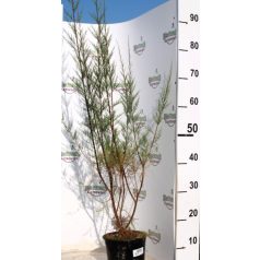 Tamariska Tamarix tetrandra K2 lit. 40/60 cm