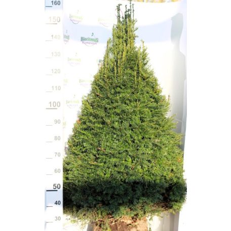 Tiszafa kúp Taxus baccata kúpra nyírt FL 2xi 125/150 cm