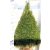 Tiszafa kúp Taxus baccata kúpra nyírt FL 2xi 125/150 cm