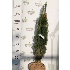   Oszlopos tiszafa Taxus baccata 'Fastigiata Robusta' FL 2xi 100/125 cm
