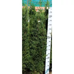   Oszlopos zöld tiszafa Taxus media 'Green Rocket' FL 150 cm